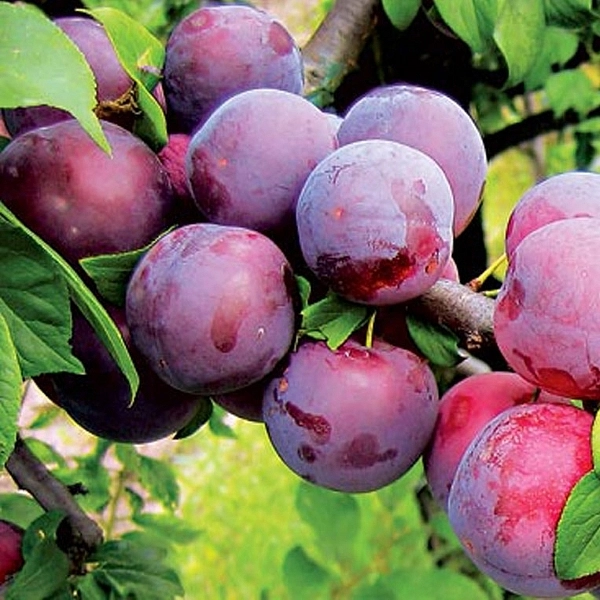 Алыча 'Путешественница'